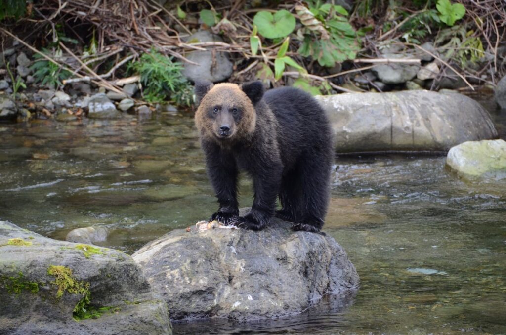 A bear in Shiretoko