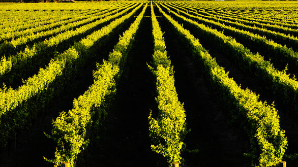 Wine Is Israel’s Answer to Economic Isolation