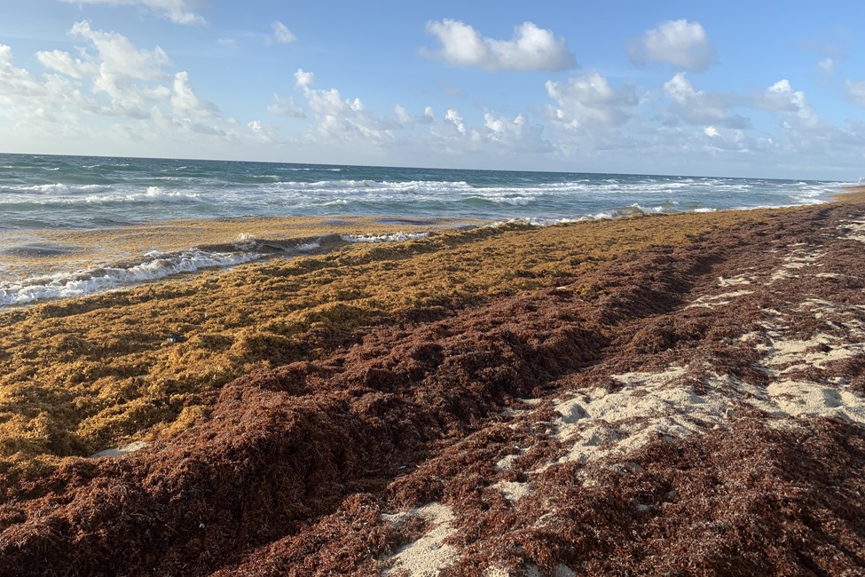 a beach with piles of brown seaweed along the water's edge