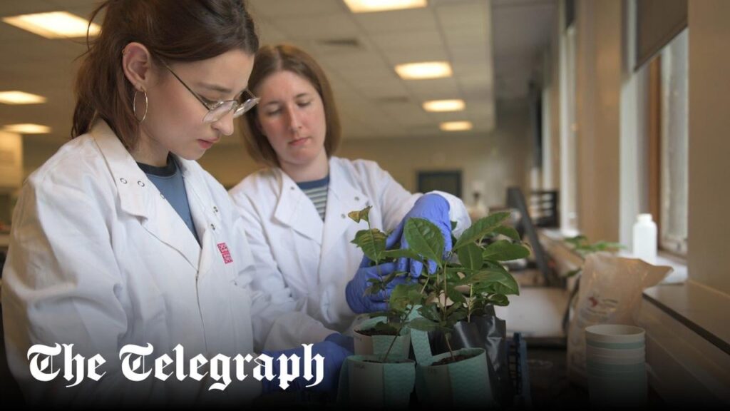 Tea can be grown on the Moon, says Kent University