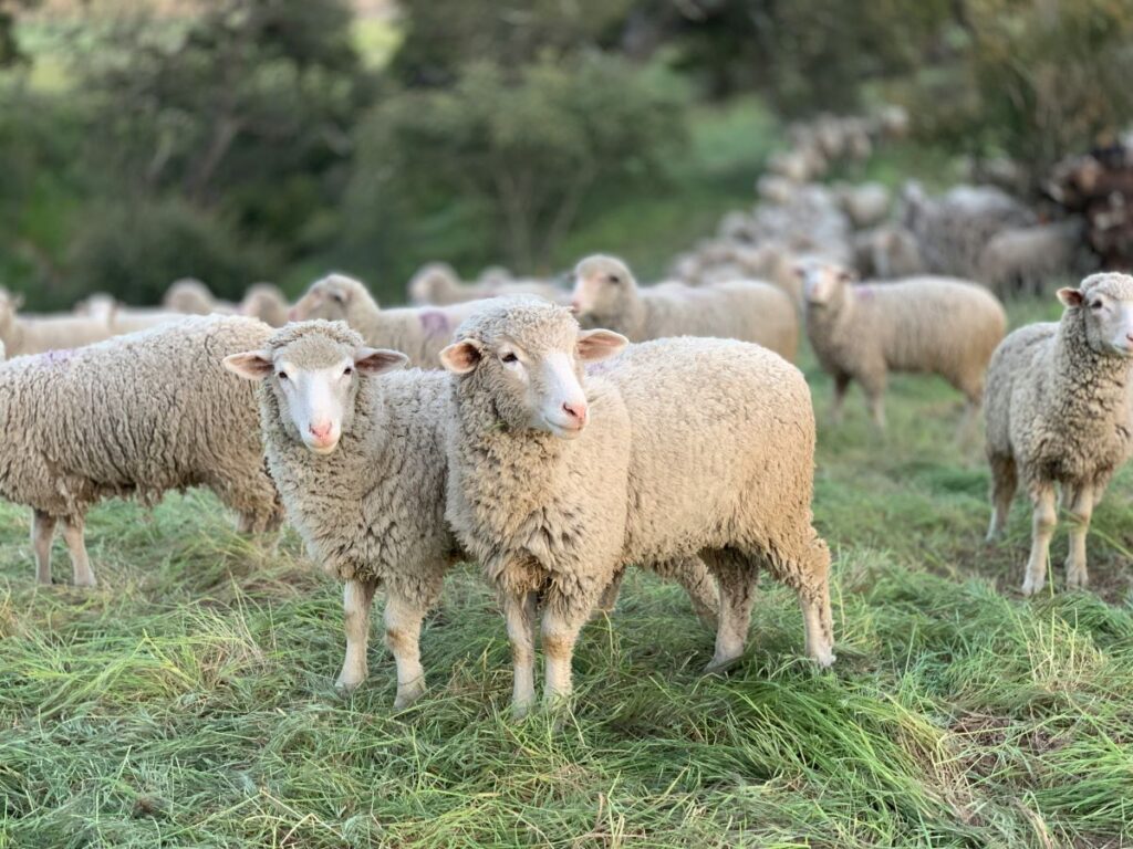 Greece Announces Emergency Measures to Contain Sheep Pox Maria Callas: The Tragic End of Opera’s Greatest Diva
