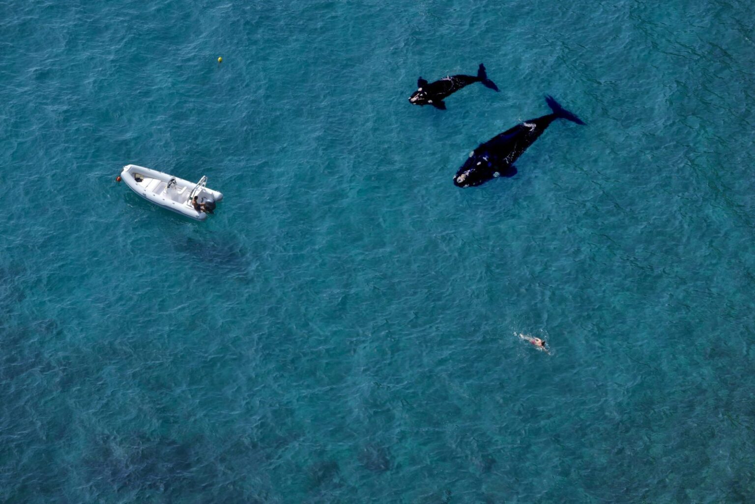 Orcas Are Playing With Boats in Spain, Not Attacking Them – One Green Planet
