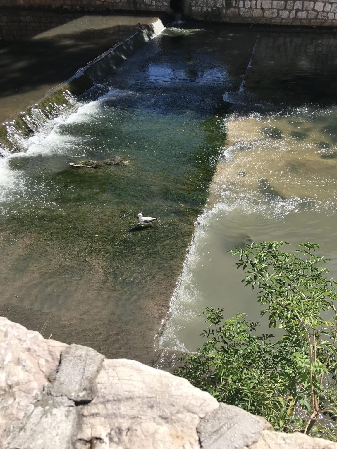 Where did the seagull in Sarajevo come from?