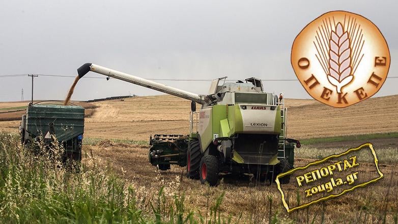 OPECEPE: "You have misleading the authorities with" fake "crops - the indictment -catapult facing 105 defendants
