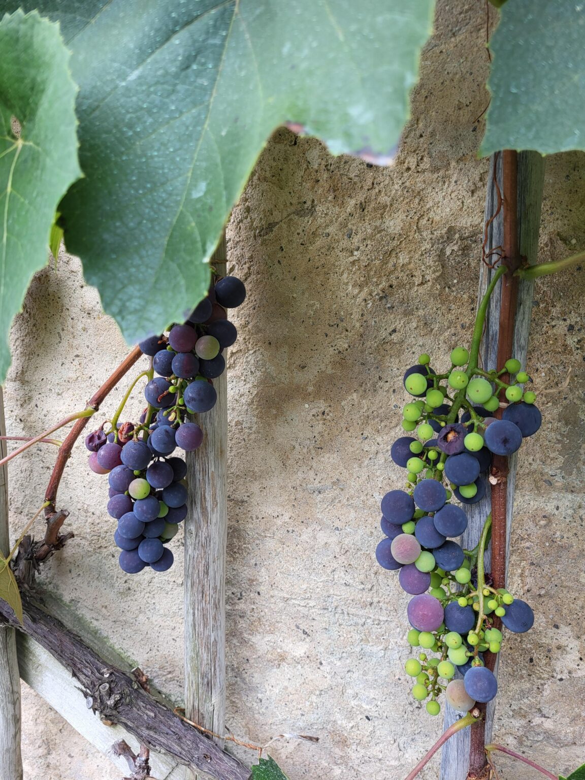 Are there shops in Switzerland selling these grapes (I think muscat bleu)? I'm talking about the grape, not the plant.