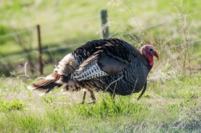 Nebraska Fall Turkey Hunting Season Opens October 1st Nebraska Fall Turkey Hunting Season Opens October 1st