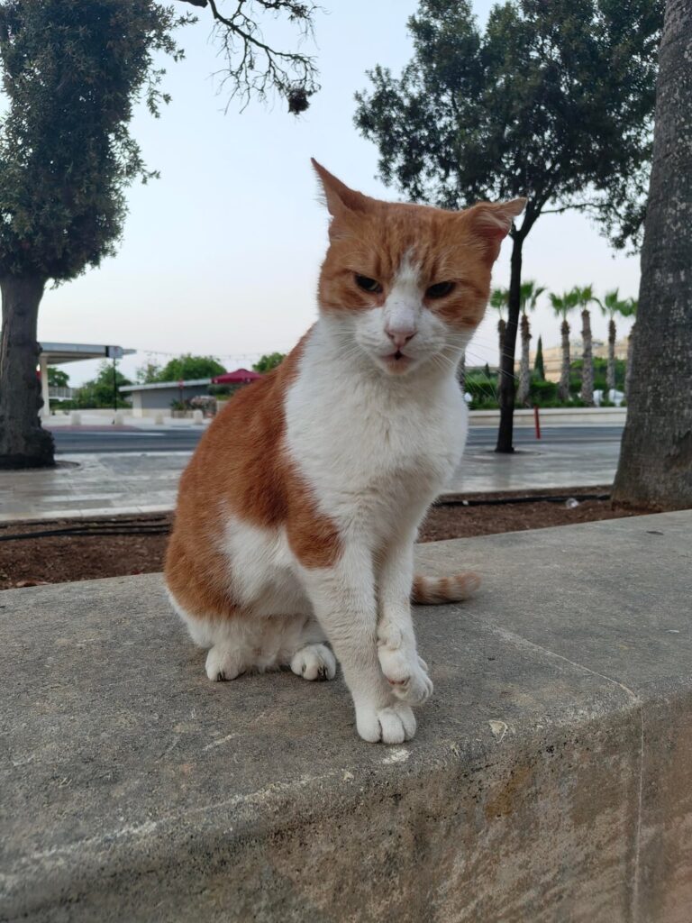 Valletta cat 🔥🔥🔥
