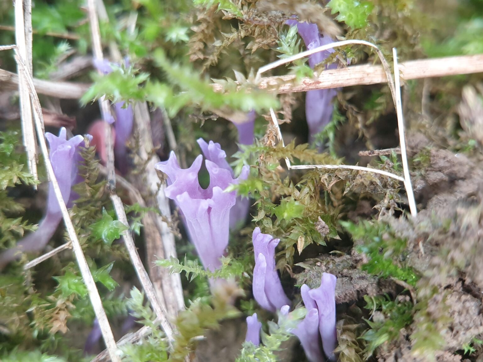 A new species for Slovenia. How would you name it?