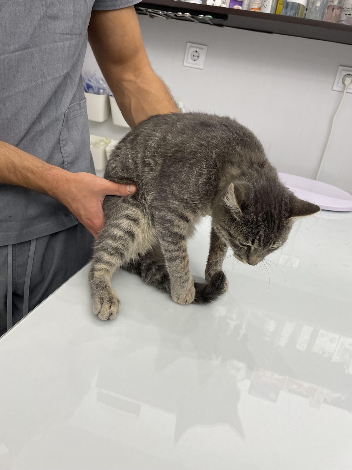 My neighbor shot my cat, but I have no proof