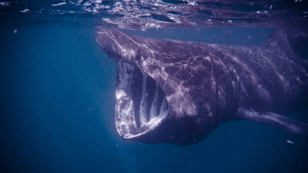 Why do we have the most weirdest proportioned sharks here?