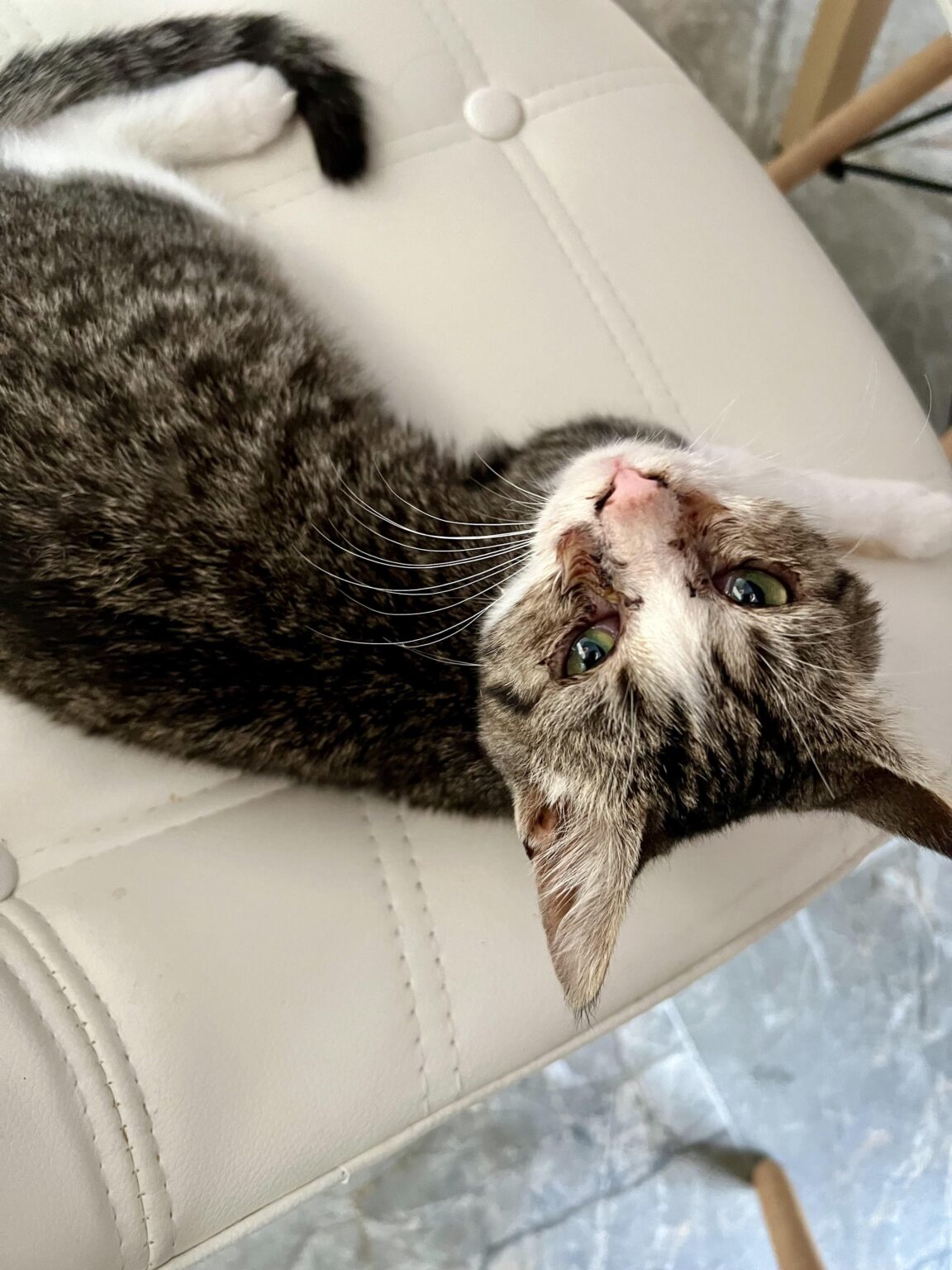 His name is Rambo