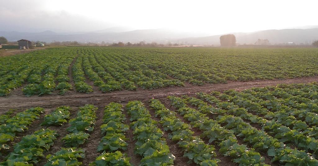 North Macedonian cabbage finds seasonal niche | Features