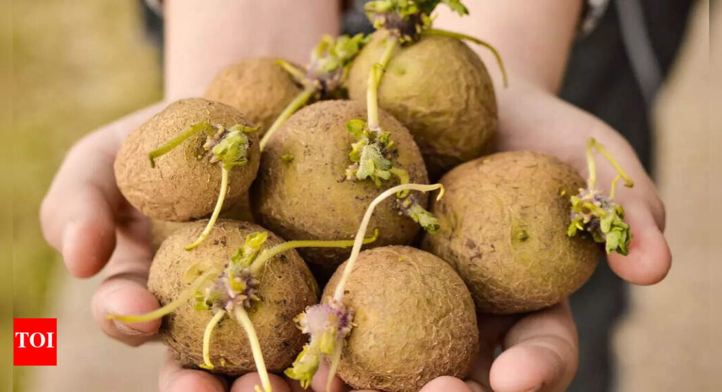 NEVER eat sprouted potatoes: Hidden dangers and health risks explained |