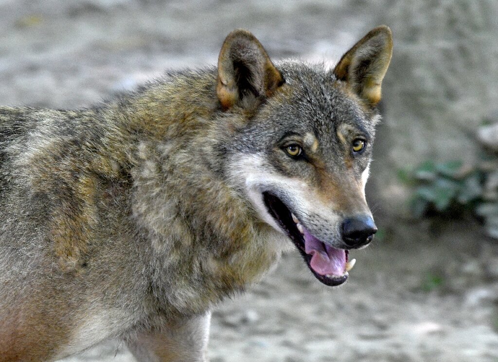 First wolf-dog hybrid confirmed in Greece