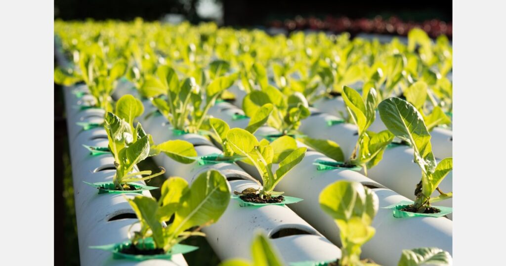 Putting down hydroponic roots in the country