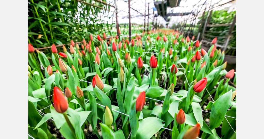 Dairy farmer experiments with tulip side project