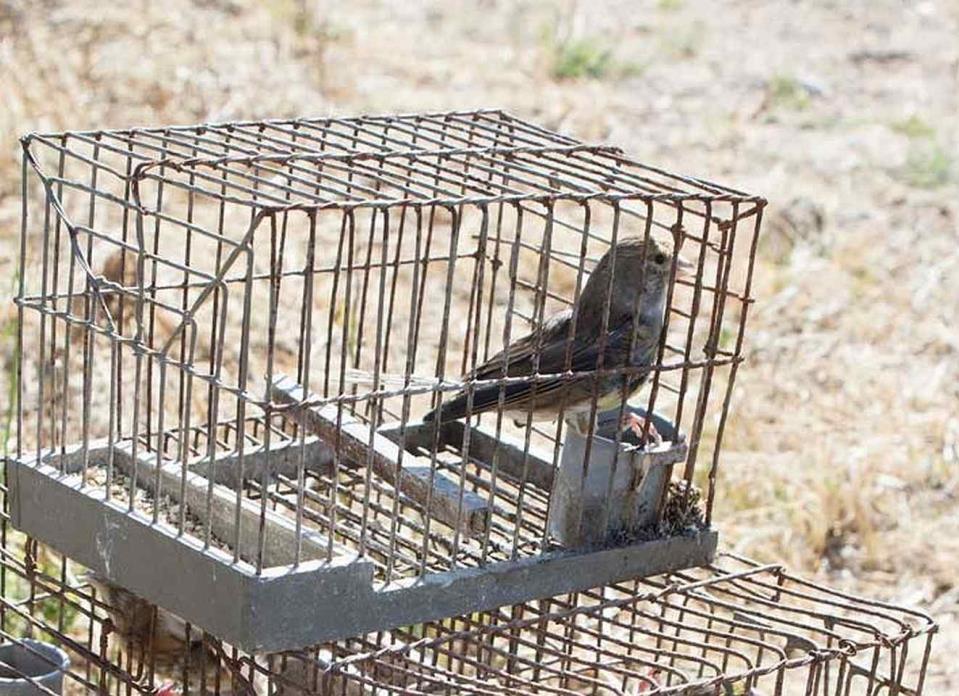 ‘Research period’ for seven songbird species opens Monday