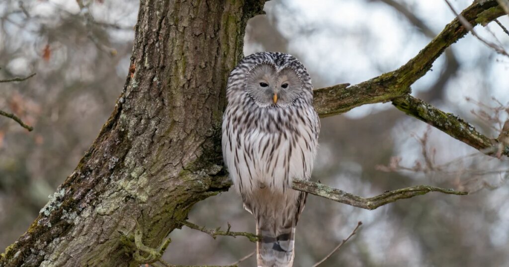 Ural Owl population in Norway boosted by hundreds of nest-boxes