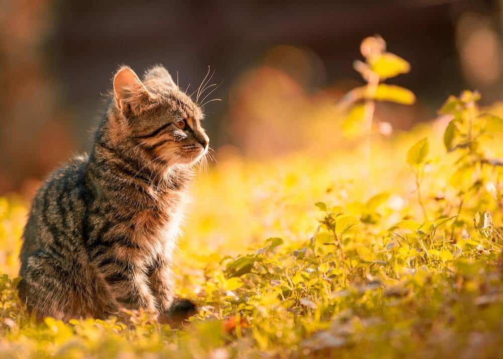 More than 25,000 animals abandoned in Switzerland in 2024