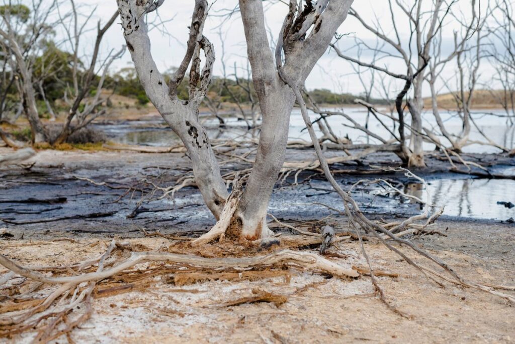 Australia Plans Environmental Watchdog in Proposed Legislation