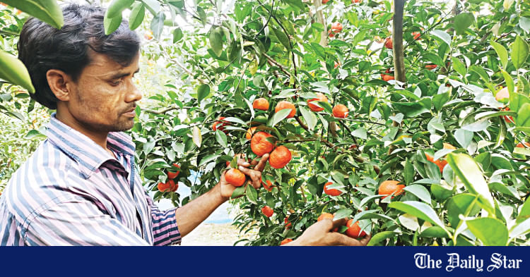 Growth of Malta and Orange Orchards in Rangpur | Greater Rangpur witnesses surge in mandarin, orange cultivation