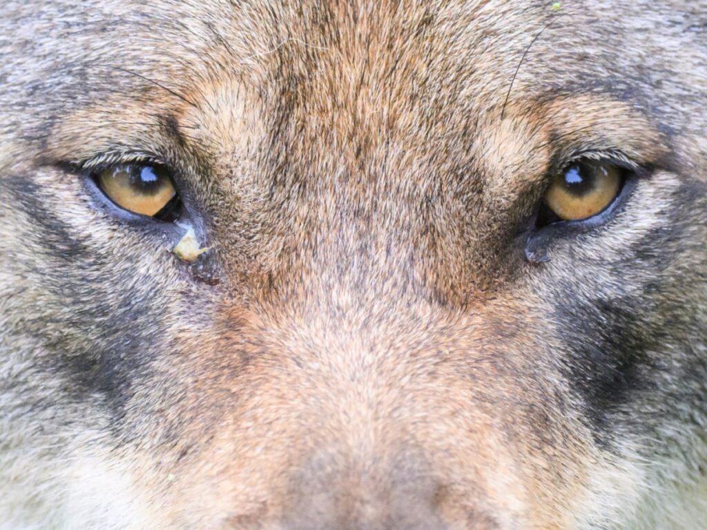 Wolf attacks on farm animals decline in Switzerland