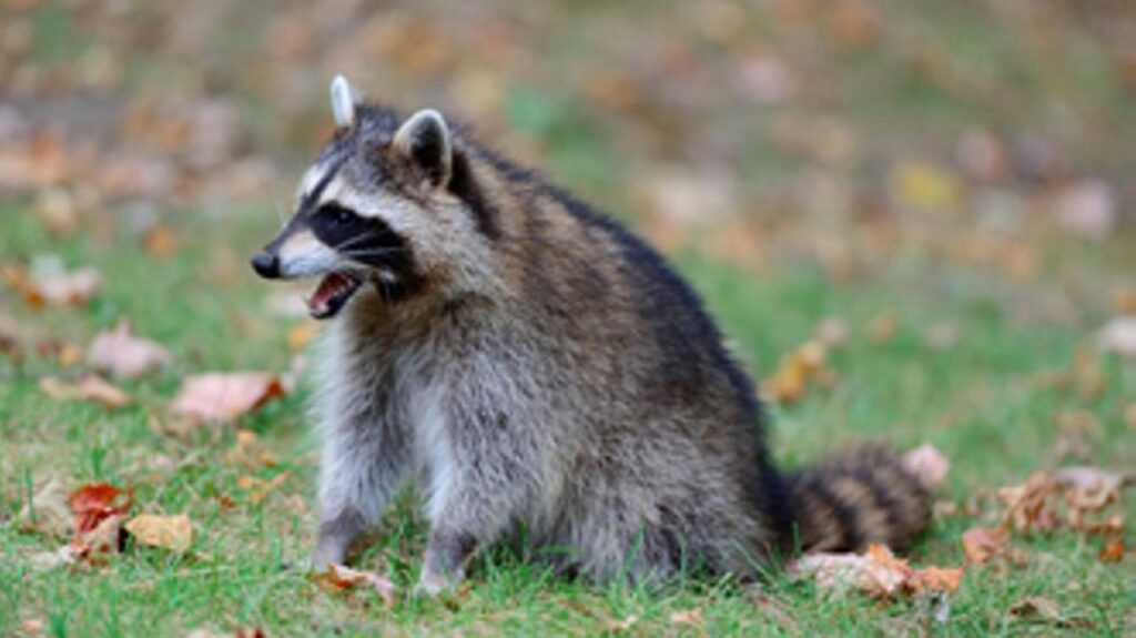 Two more rapid raccoons found in Suffolk, health officials say