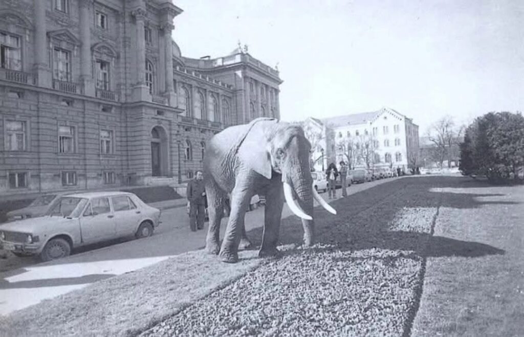 The elephant (near HNK) and Deva in Zagreb in 1978 came by rail from Rijeka and on foot they were escorted to the Zoo.
