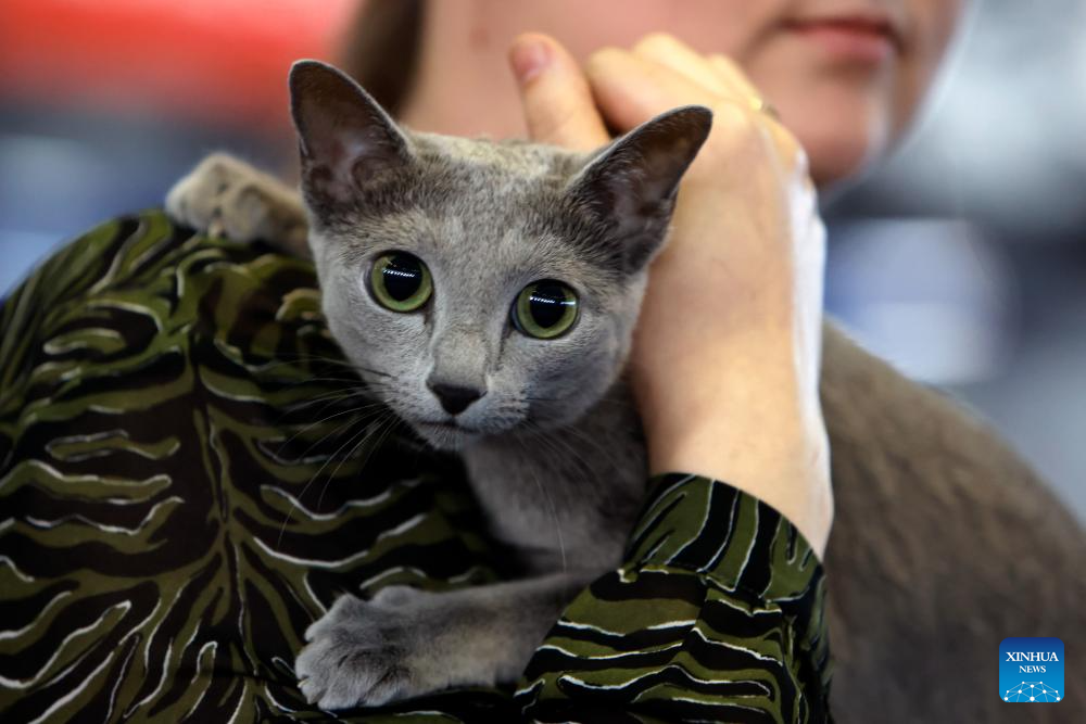 Worldshow Romania 2025 feline championship at Romexpo in Bucharest-Xinhua