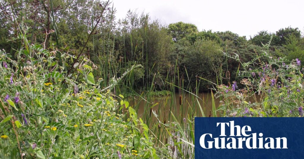 Developers encroach on 2,000-year-old Devon wetland citing ‘blockages’ to Labour’s housing plans | Environment