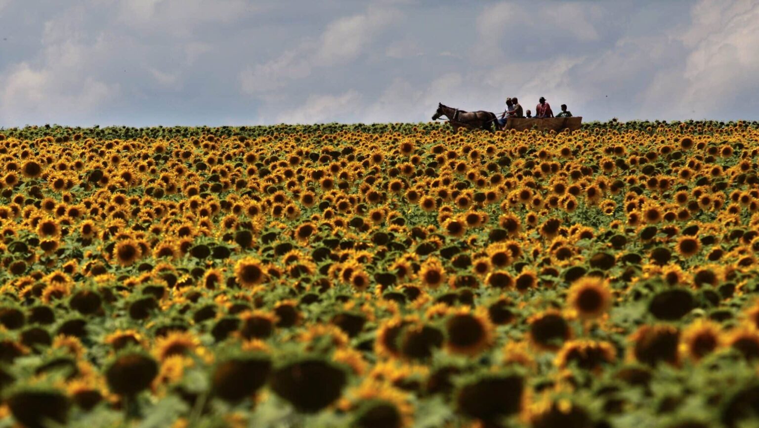 Romania Warned by EU Over Banned Pesticide That Poisons Bees Romania Warned by EU Over Banned Pesticide That Poisons Bees