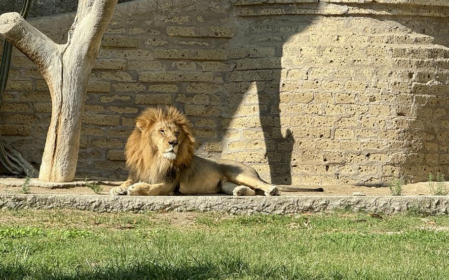 A lion sits in the sun at the Zoo of Naples.