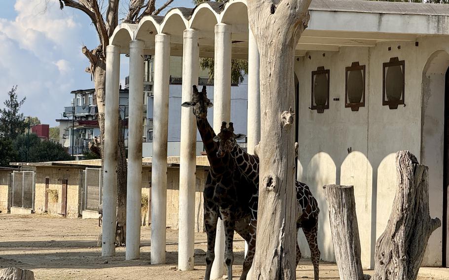 Giraffes peek around a tree.