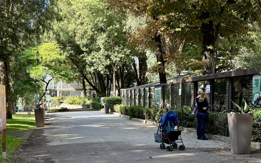 A person pushes a blue stroller down a tree-lined pedestrian pathway while another person stands nearby. 
