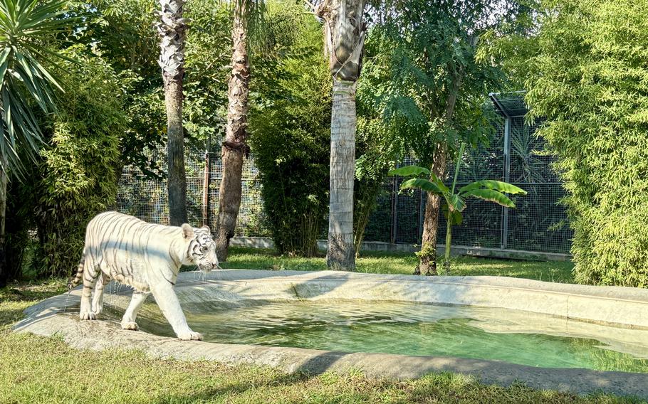 A white tiger walks along the edge of a shallow pool in an enclosure. A mesh fence and viewing area are visible in the background among dense greenery.