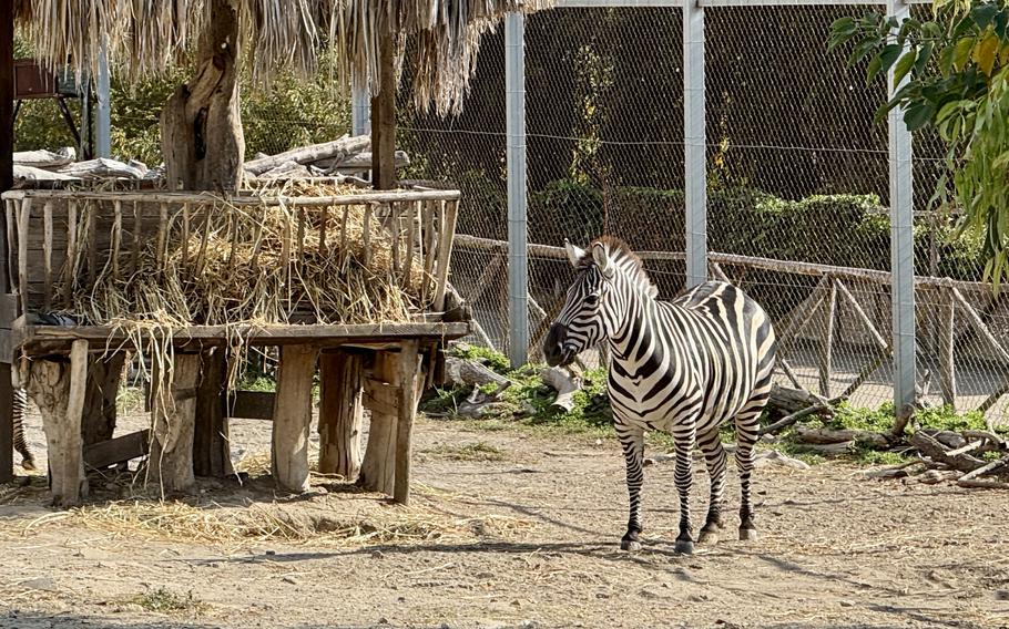 A zebra stands in a sandy enclosure with a wooden feeding platform holding dried palm fronds on the left side. 
