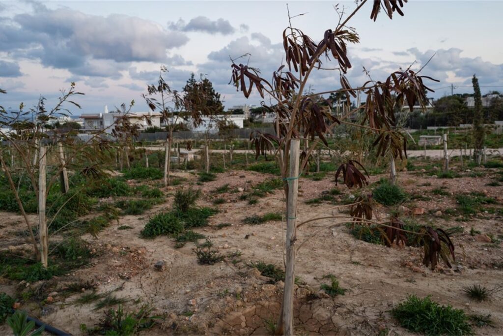 How decades of policy mistakes turned Greece’s wildfires into a climate crisis