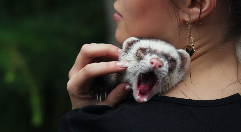 Poland is the worlds No. 2 fur producer after China, killing about 3 million animals annually, and will now join more than 20 European countries that have outlawed the practice.