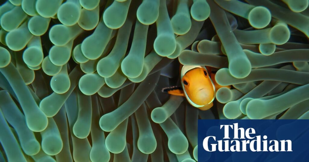 ‘From reef to retail’: experts warn global marine aquarium fish trade relies heavily on wild populations | Environment