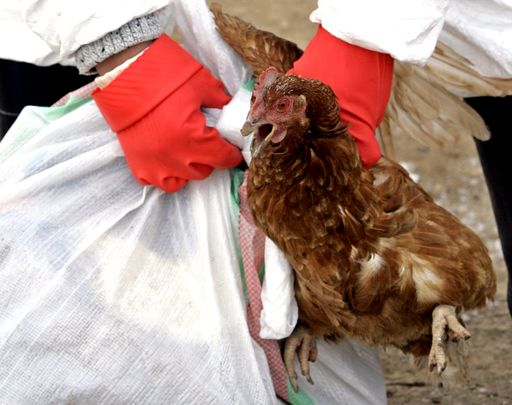France raises bird flu alert to ‘high’ as early outbreaks hit poultry farms France raises bird flu alert to 'high' as early outbreaks hit poultry farms
