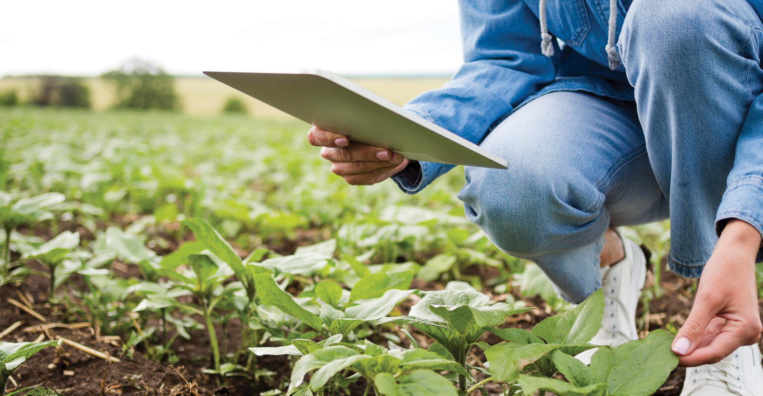 A woman examines plants while holding a tablet in a garden or field of crops.