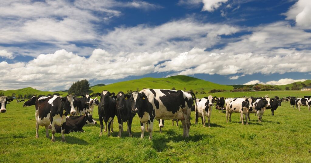 Is New Zealand set to tighten its milk supply regulations?