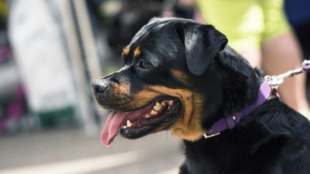 Rottweiler attacked and injured a citizen in Kalamata - Police shot and killed the dog