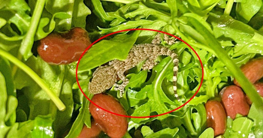 Polish shopper stunned after finding a live gecko inside a packet of Lidl supermarket salad