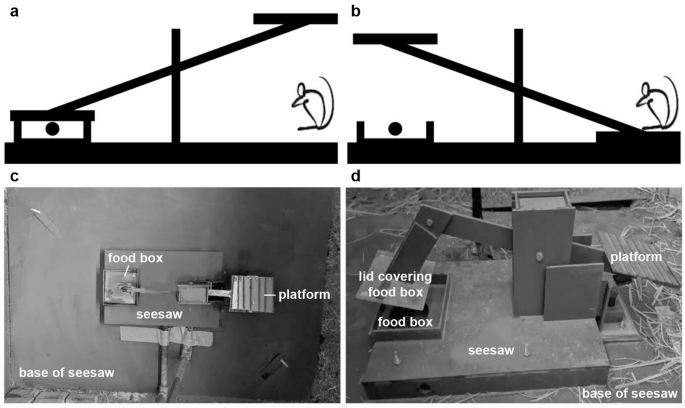 Experimental evidence for social learning in semi-natural, wild-type Norway rats