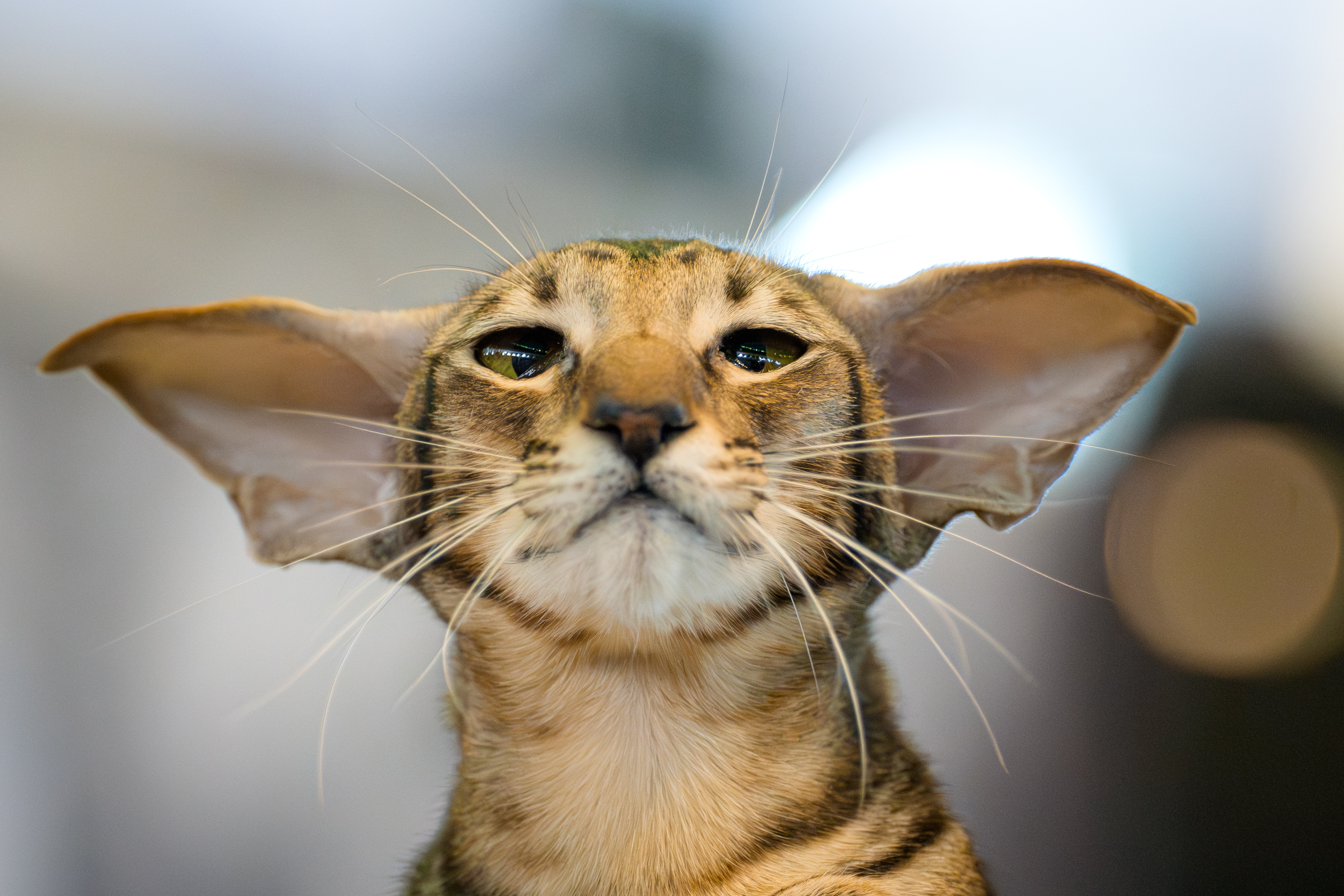 An Oriental Shorthair cat waits to be evaluated by a judge during the FIFe World Show Romania 2025, the world's largest cat event, held in a different country every year, which brought together more than 1000 cats from over 30 countries, in Bucharest, Romania, Saturday, Oct. 25, 2025.