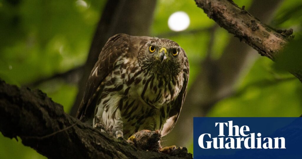 ‘It proves this can be done’: Berlin the blueprint to bring goshawks to UK cities | Birds