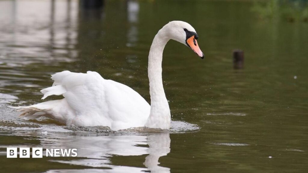 Man banned from Chester-le-Street park for killing swan