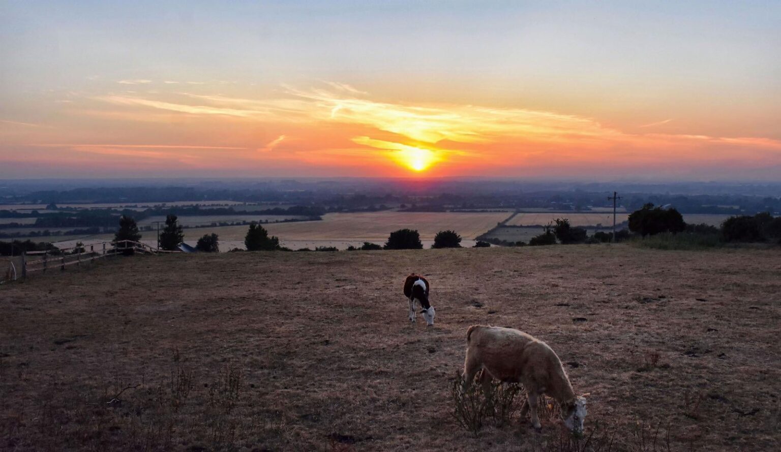 Nice sunset with cows