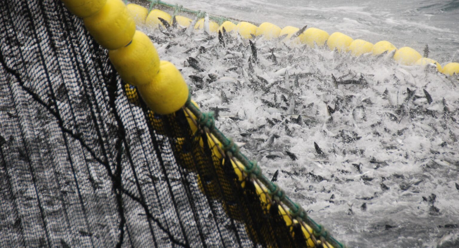 Korean demand drives Norway mackerel prices up again, herring see small rebound